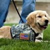 service-dog