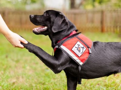 training-service-dogs